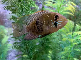 Cichlid flashing