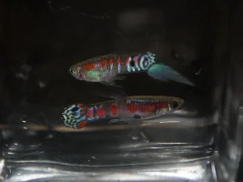 What is the rarest guppy/endler variety you have kept?