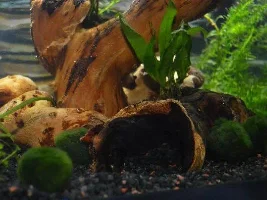 September 2013 - Tank Of The Month Entries