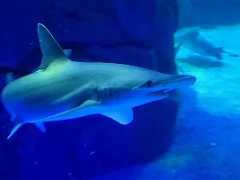 Ripley's Aquarium of Canada 2025