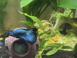 Thoughts on tank?