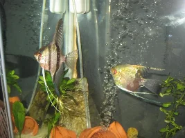 Aggressive Angel Fish Just Starting To Target Just One Other Angel Fig