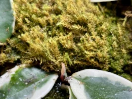 hoya hoya hoya