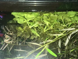 Can't ID floater