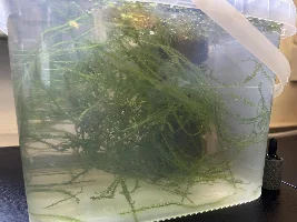 Clown killifish breeding tips