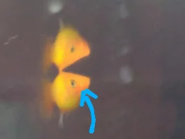 Platy Mystery Bump (pls help I got square brain)