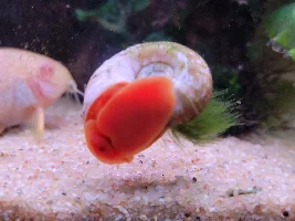 Dd's Tanks And Fish