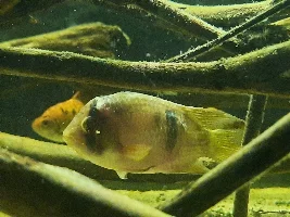 Cichlid with fungus, guidance needed