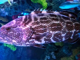 Ripley's Aquarium of Canada 2025