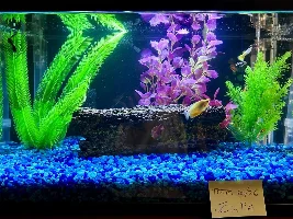 VOTE NOW: June 2026 Tank of the Month Contest (16 gallons and smaller)