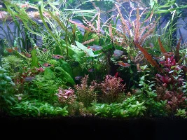Herbibore - October 2022 Tank of the Month Winner (17 to 30 Gal)