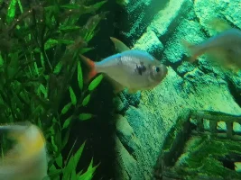 Mysterious patches on my tetras