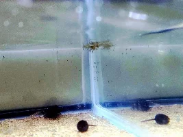 So Many Babies
