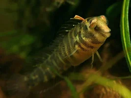 Freshwater Blenny