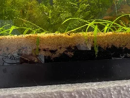 A Walstad Tank...