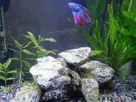 Phil the Betta finally put on his big boy fins!