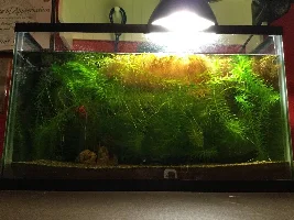 Starting a new anacharis forest for my ember tetras.