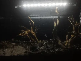 My ~15 gallon fish tank project