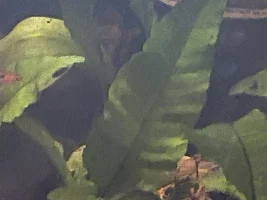 What kind of Anubias is this