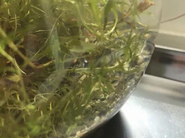 PROJECT: Nano the Nano...