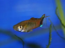 Favourite thing about livebearers?
