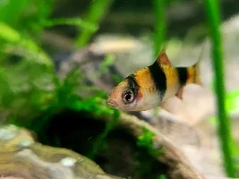 Photos of my barbs