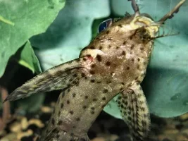 Catfish In Trouble