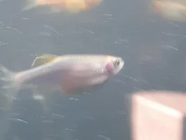 Pregnant fish