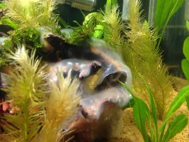 Shrimp Tank
