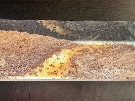 Aquatopia - 6x2x2 Low-Med Light, High Tech Nature Aquarium