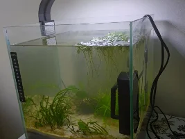 My plant is spreading rapidly for the first time ,any idea why?