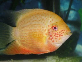 My fish, and lucky62's fish