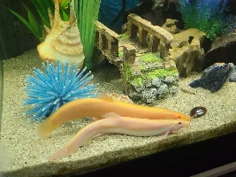 Special Needs Loach Update- Meet Baby!!<3