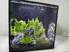 Freshwater Planted 15G Cube Beginning