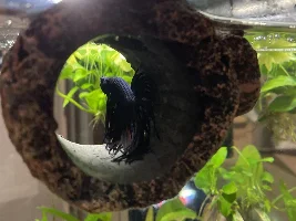 Does my betta need entertaining? How do you entertain yours?