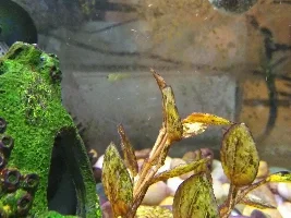 Are my guppies pregnant?