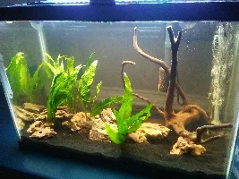 Evolution of my aquariums