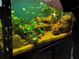 Slimmed Down Fish Room Journal
