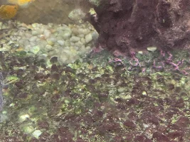 Algae?