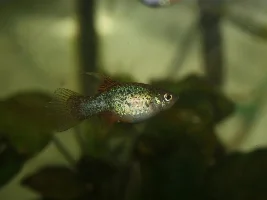 Hi fin platy