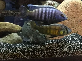 Former Newbie's African Cichlid Experience