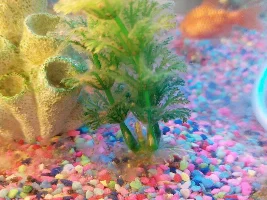 Please help, is this fish egg fungus????