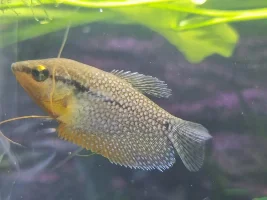 Dd's Tanks And Fish