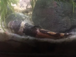 Unhealthy Old Tank revamp help needed