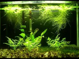 29 Gallon Planted Tank Journal