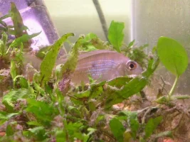 Geophagus surinamensis