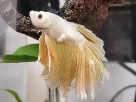 Large Tumor Like Bumps on Betta