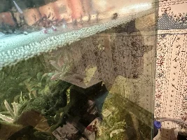 Bristlenose, Panda Cory and Sterbai Cory have white patches on face and body