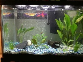 Planted 20Gallon Tank