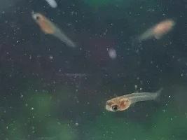 Just found a few fry during Water change